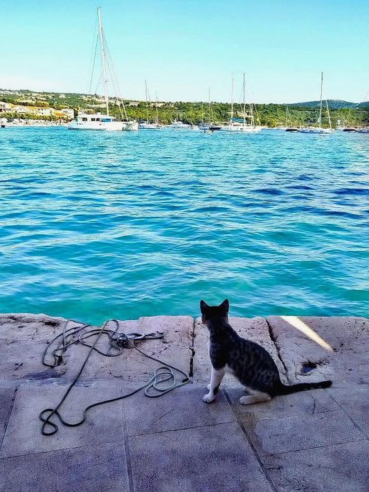 Cat and sea