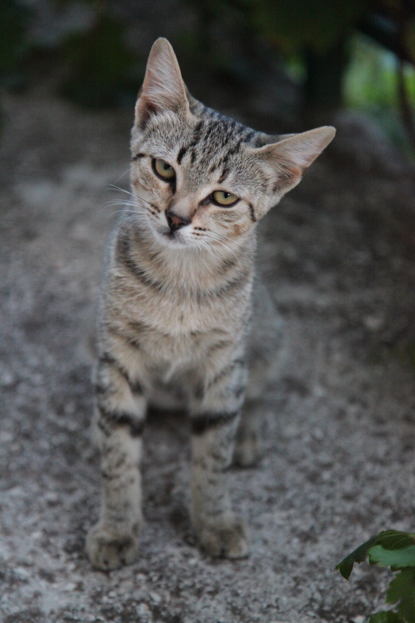 Beautiful and angry cat